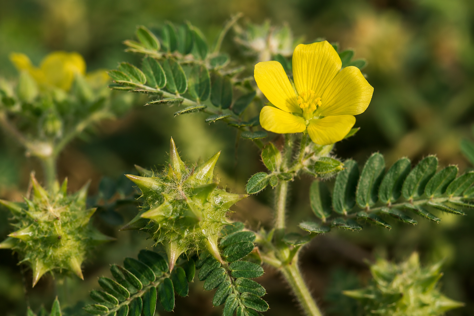 Tribulus Terrestris